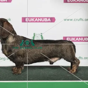 Best of Breed Winner DACHSHUND (WIRE HAIRED)