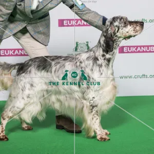 Best of Breed Winner ENGLISH SETTER