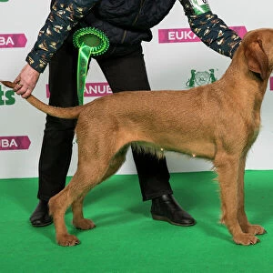 Collections: Crufts 2019