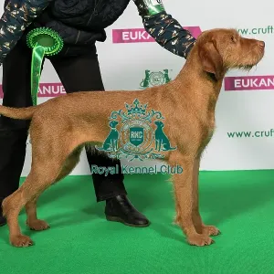 Best of Breed Winner Hungarian Wirehaired Vizsla Best of Breed Winner Hungarian Wirehaired Vizsla