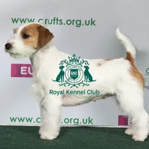 Best of Breed Winner JACK RUSSELL TERRIER Best of Breed Winner JACK RUSSELL TERRIER