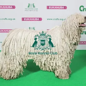 Best of Breed Winner KOMONDOR Best of Breed Winner KOMONDOR