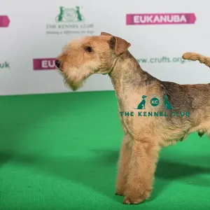 Lakeland Terrier Welsh Terrier Size Best Of Breed Winner LAKELAND