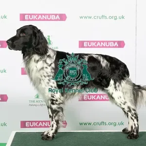 Best of Breed Winner LARGE MUNSTERLANDER Best of Breed Winner LARGE MUNSTERLANDER