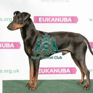 Best of Breed Winner MANCHESTER TERRIER Best of Breed Winner MANCHESTER TERRIER