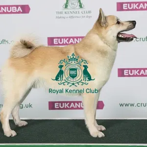 Best of Breed Winner NORWEGIAN BUHUND Best of Breed Winner NORWEGIAN BUHUND