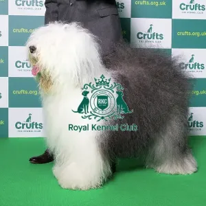 Best of Breed Winner Old English Sheepdog Crufts 2022