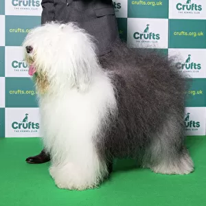 Best of Breed Winner Old English Sheepdog Crufts 2022