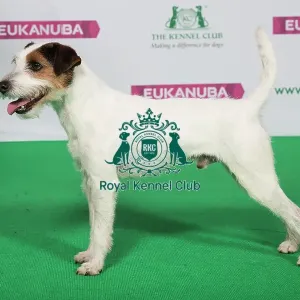 Best of Breed Winner PARSON RUSSELL TERRIER Best of Breed Winner PARSON RUSSELL TERRIER