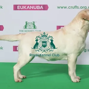Best of Breed Winner Retriever (Labrador) Best of Breed Winner Retriever (Labrador)