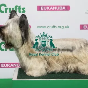 Best of Breed Winner SKYE TERRIER