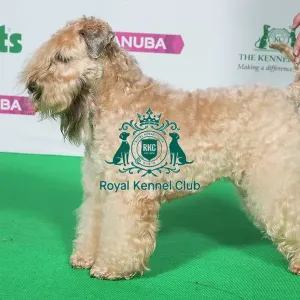 Best of Breed Winner SOFT COATED WHEATEN TERRIER