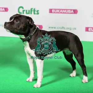 Best of Breed Winner STAFFORDSHIRE BULL TERRIER Best of Breed Winner STAFFORDSHIRE BULL TERRIER