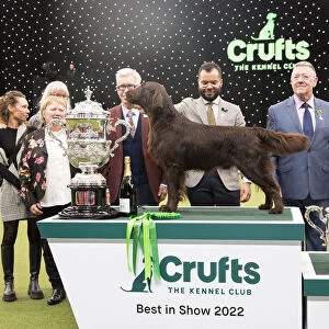 Best in Show Winner Crufts 2022
