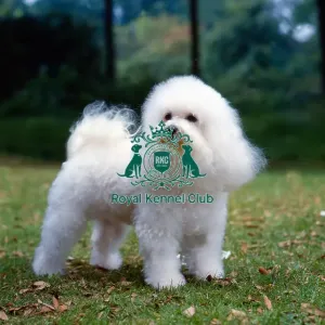 Bichon Frise