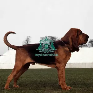 Bloodhound Bloodhound