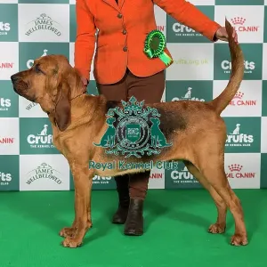 Bloodhound BOB