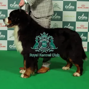 BOB Sunday