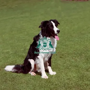 Border Collie Border Collie