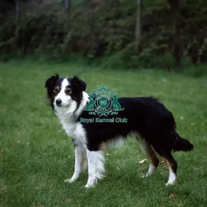 Border Collie Border Collie