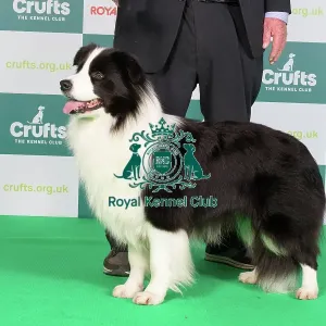 Border Collie Best of Breed Crufts 2024 stacked 12064 - Rosehurst Royal Sunset (Mr E Broadhurst)