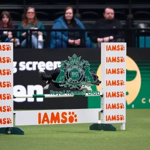 Border Collie competing in Crufts Singles Intermediate Border Collie competing in Crufts Singles Intermediate