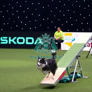 Border Collie Competing in Crufts Singles Medium Border Collie Competing in Crufts Singles Medium