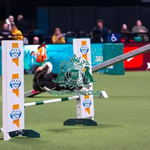 Border Collie Competing in Crufts Singles Medium Border Collie Competing in Crufts Singles Medium
