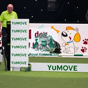 Border Collie Competing in Crufts Singles Medium Border Collie Competing in Crufts Singles Medium