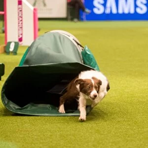 border collie going through the tunnel at Crufts 2015