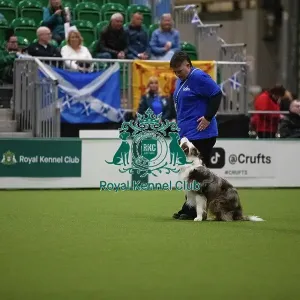 Border Collie and handler practicing obedience
