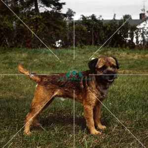 Border Terrier