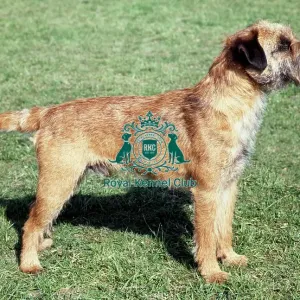 Border Terrier Border Terrier
