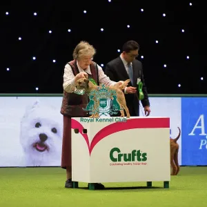 BORDER TERRIER Best of Breed