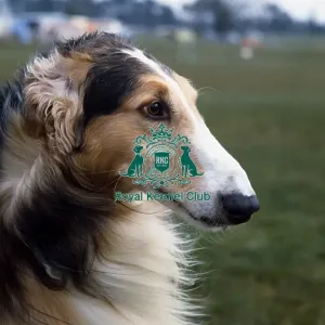 Borzoi Borzoi