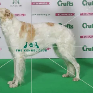 Borzoi Best of Breed Winner Crufts 2016