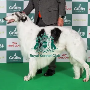 Borzoi BOB