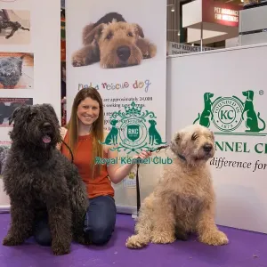 Bouvier Des Flandres