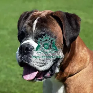 Boxer Boxer