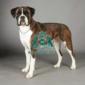 Boxer, Crufts 2013, working group, stock images, portrait, nick ridley, KCPL, KCPL_Stock
