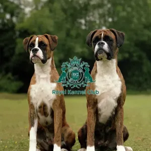 Boxers Boxers