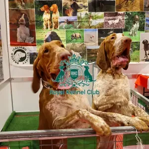 Bracco Italiano Discover Dogs