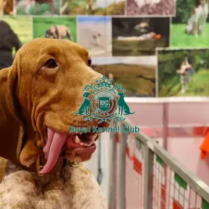Bracco Italiano Discover Dogs