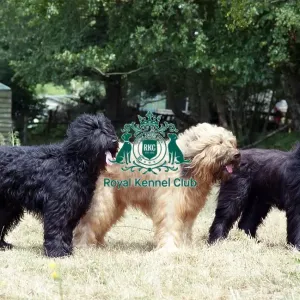 Briards Briards