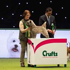 CAIRN TERRIER Best of Breed Crufts 2017
