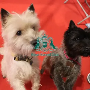 Cairn Terrier Discover Dogs