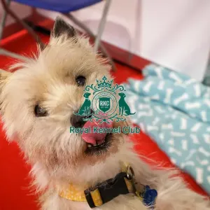 Cairn Terrier Discover Dogs