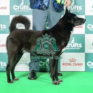 Canaan Dog Best of Breed Crufts 2026 Anacan We Got The Power (Mrs E M Minto) Day 3 - Saturday 7 March 2026