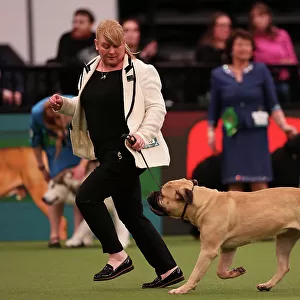 Cathy Latter from Chester with Gwen, a Bullmastiff, which was the Best of Breed winner today (Friday 10. 03. 23), the second day of Crufts 2023, at the NEC Birmingham