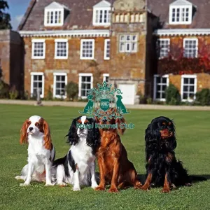 Cavalier King Charles Spaniel